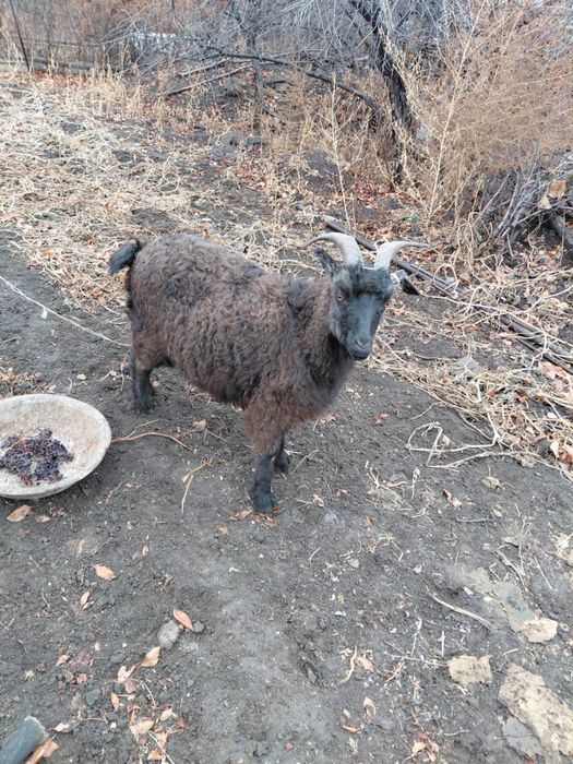 Продам Козы!! Цена договоримся