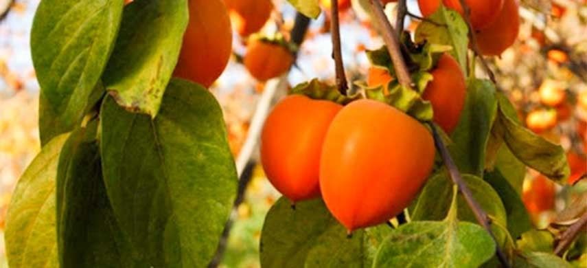 Kaki La Ghiveci (Diferite Soiuri )