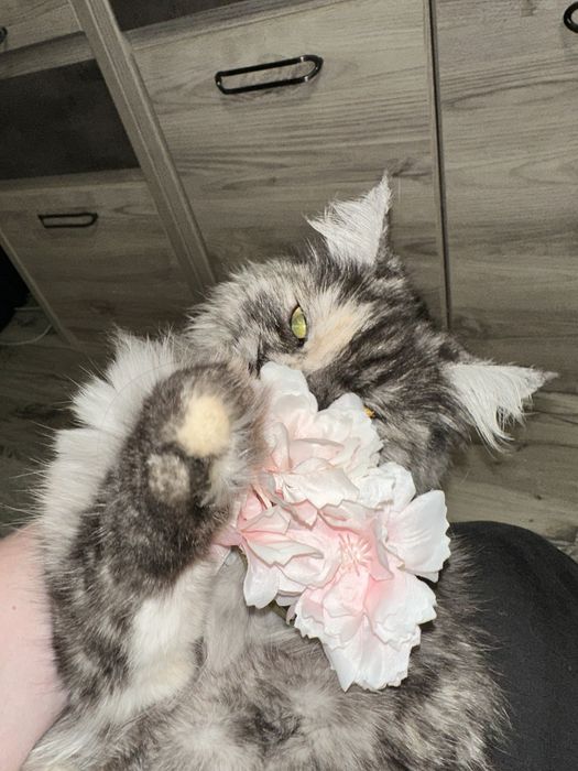 Кошечка ищет дом