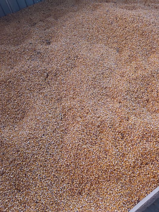 Vând porumb producție 2025