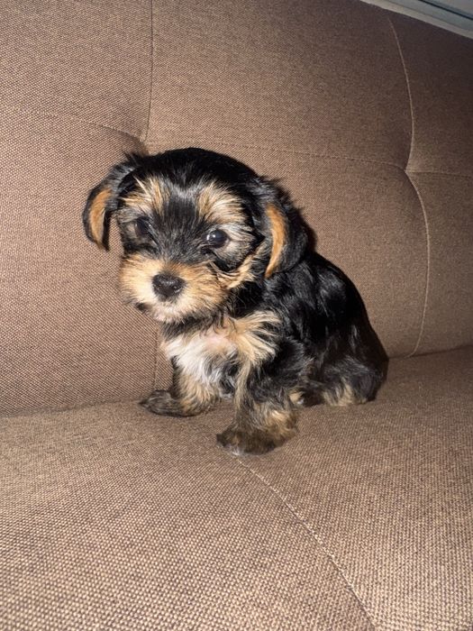 Продавам кученце йорки