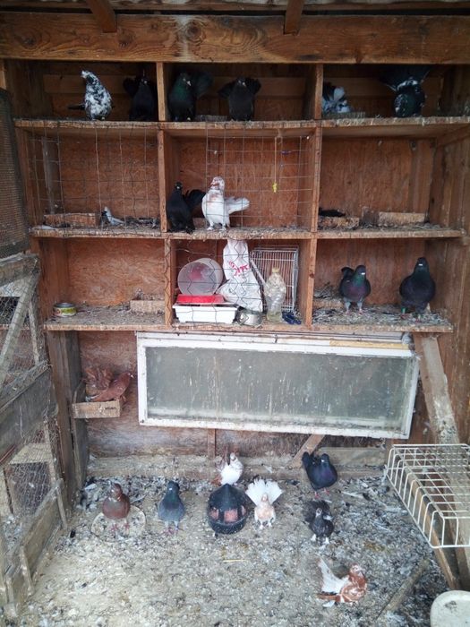 Vând porumbei mai multe rase