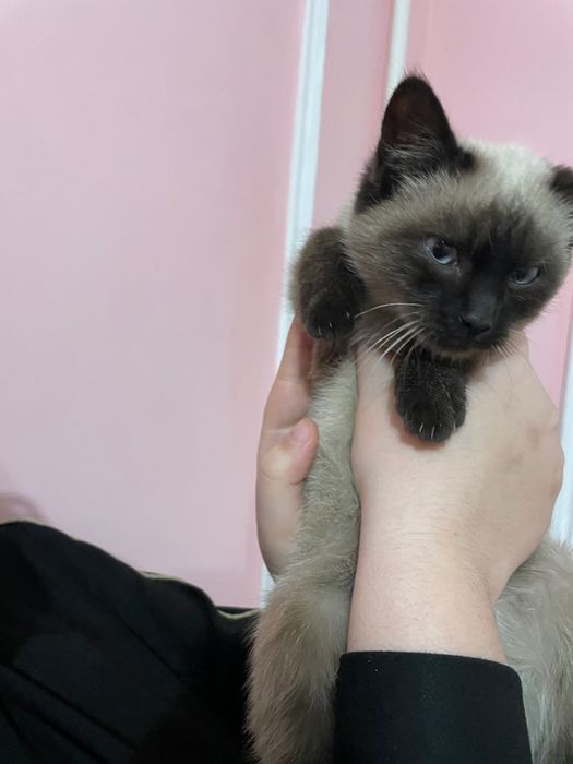 Кошка пародистая