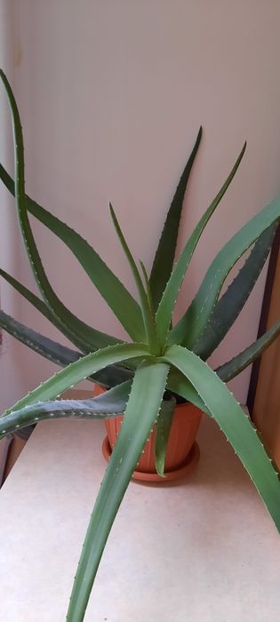 Aloe Vera în ghiveci