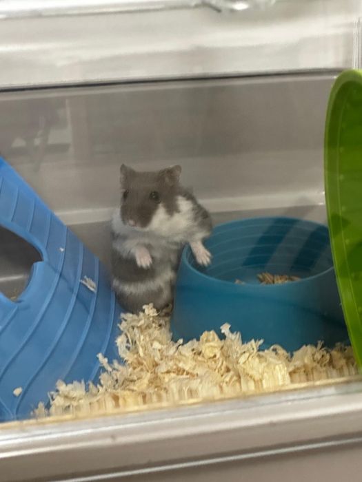 Donez hamster+ cusca