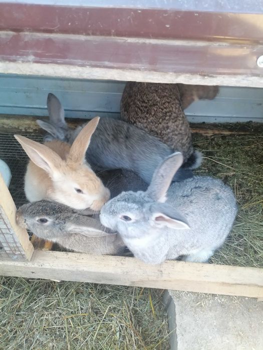 Продам кроликов.