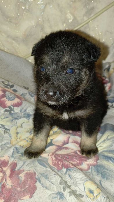 Ищем любящих хозяев