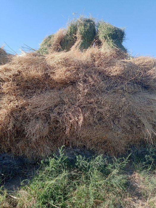 Беда сотилади 12 минг