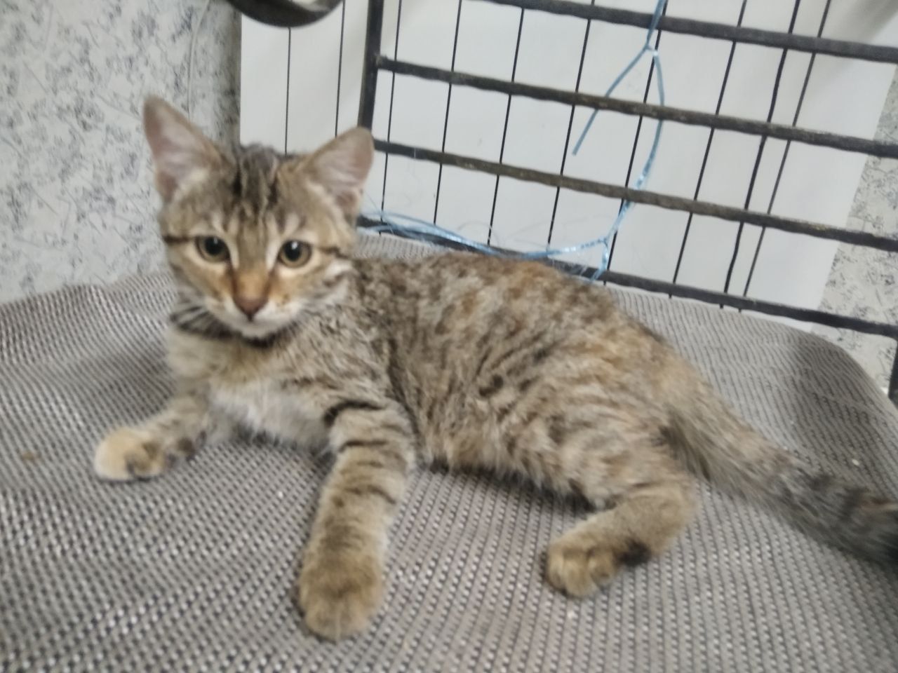 Отдам котенка в ХОРОШИЕ руки!