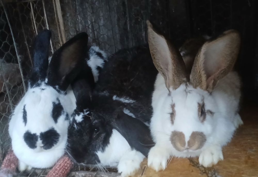 Cap de berbec o pereche doua femele fluturii