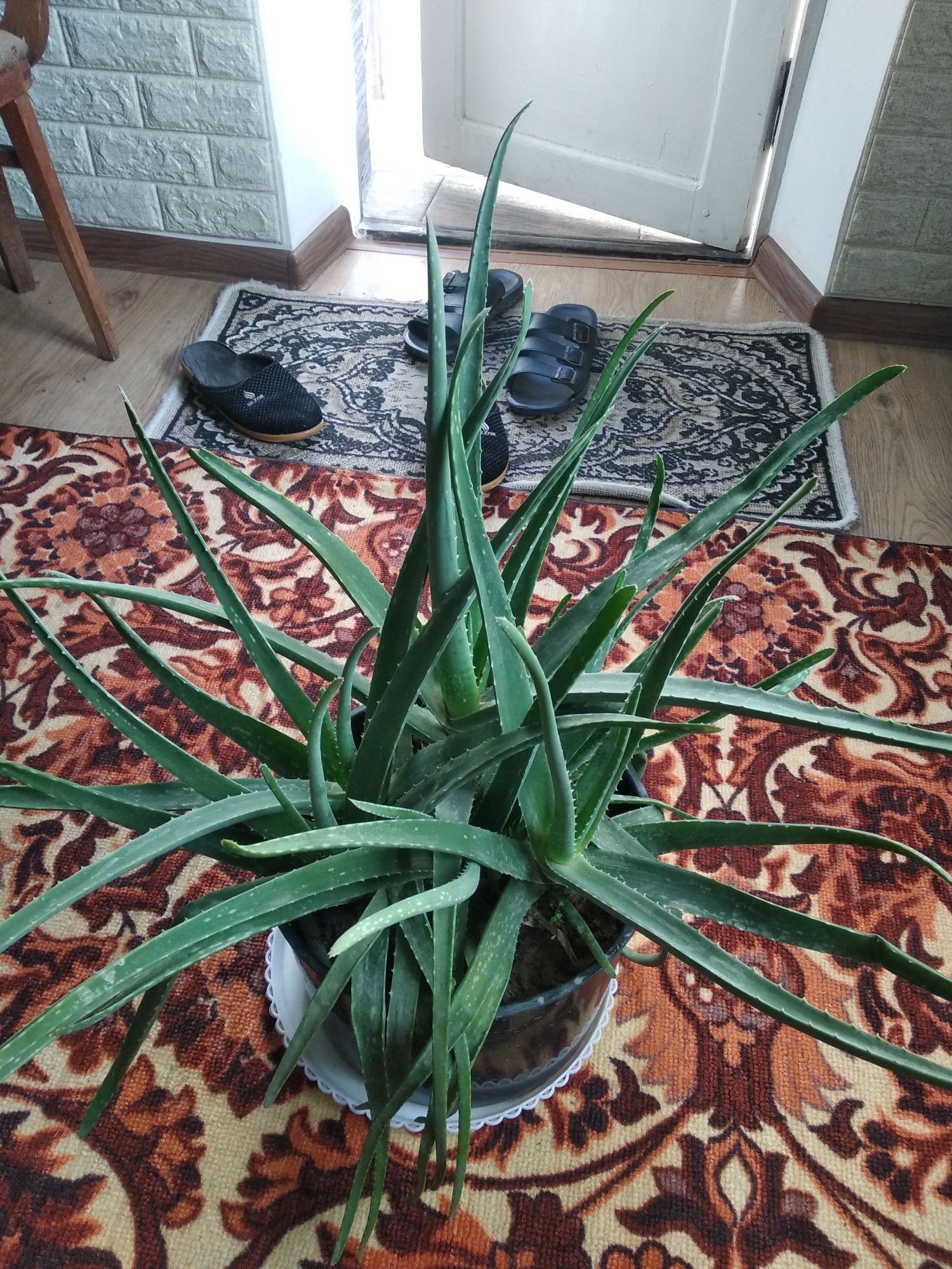 Aloe vera sotiladi