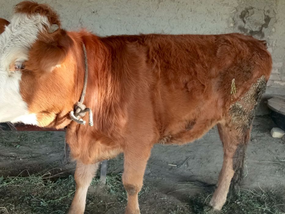 Mol gunochin sotiladi Jondor