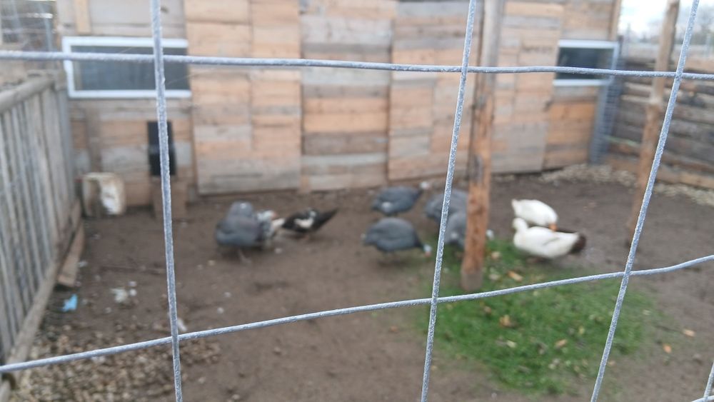 Bibilici rate de vanzare