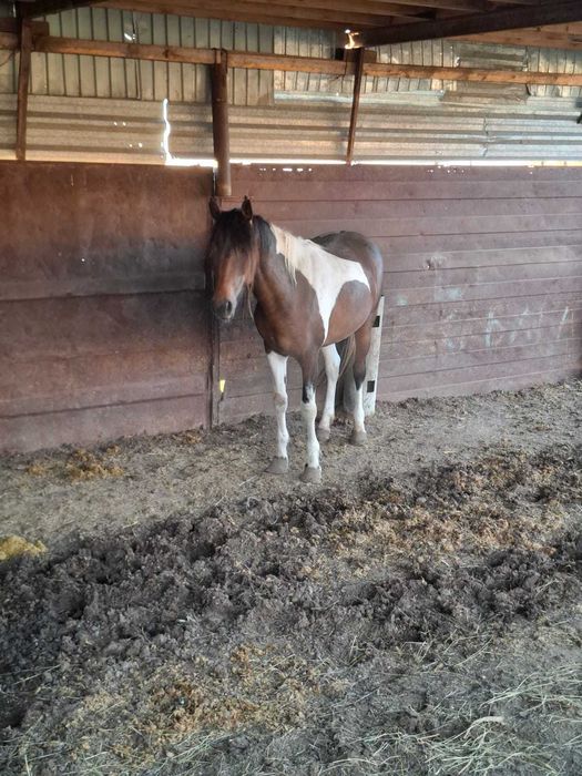 Продам лошадь Бие