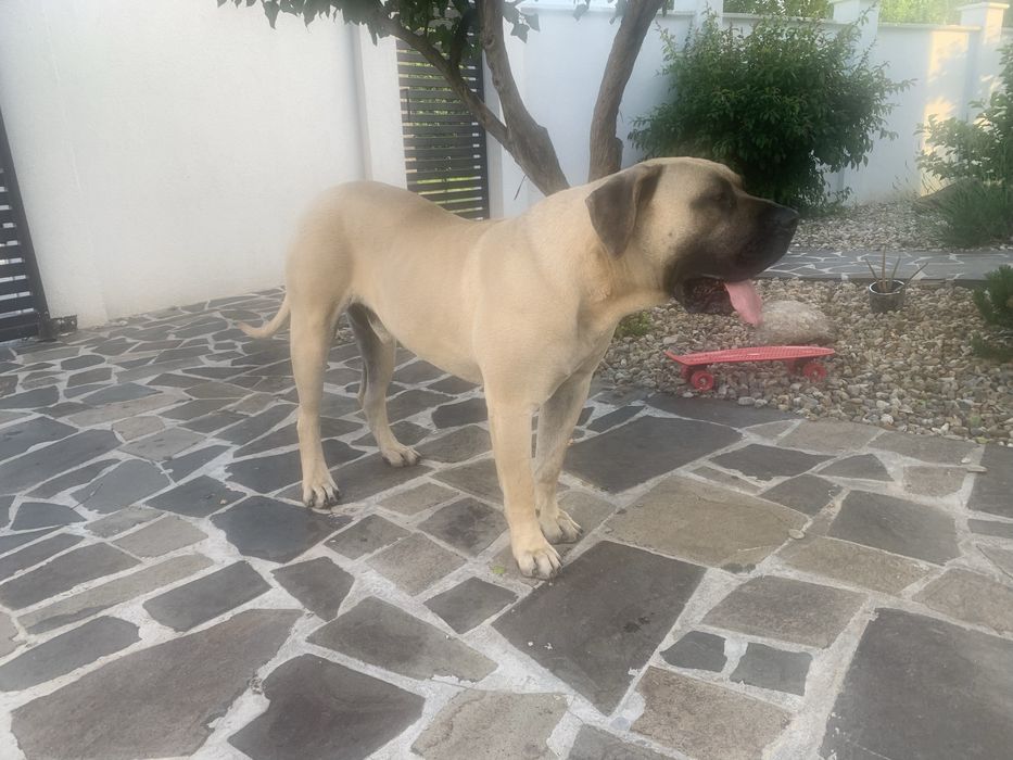Presa canario mascul cu pedigree