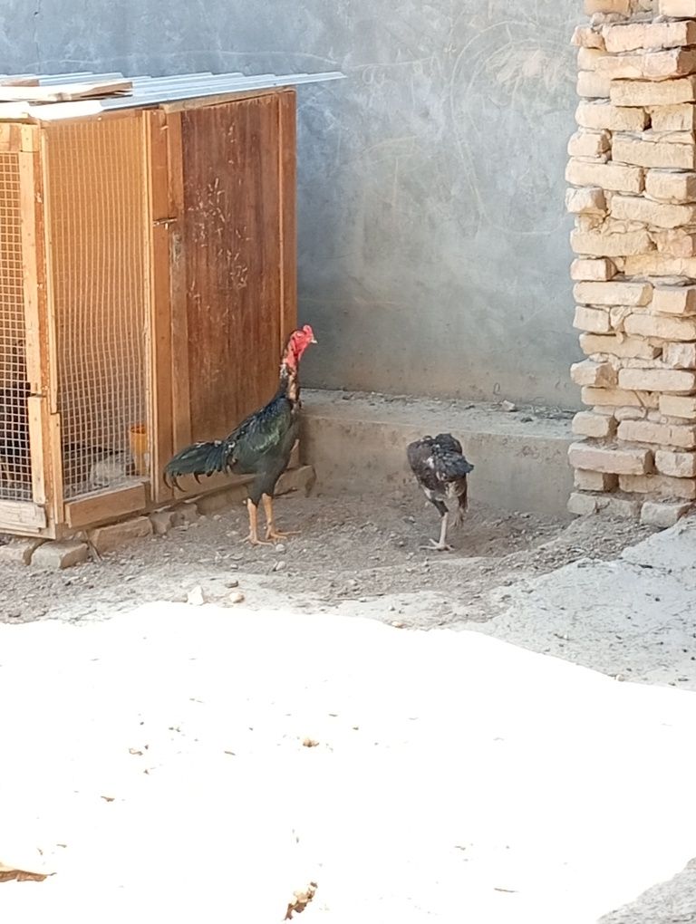 Xoʻroz Sotaman Koreys bilann shamol aralashgan
