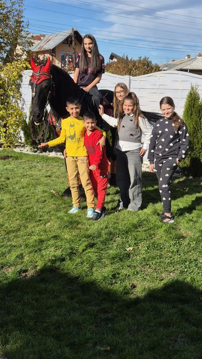 Armasar frizian pt copiii - cal de scoala