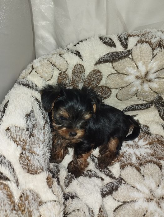 2,5 месяцев щенком