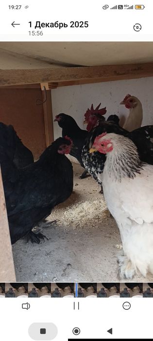 Япон Кох Эски зот товук ва хурозлар сотилади