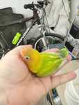 Agapornis fisher