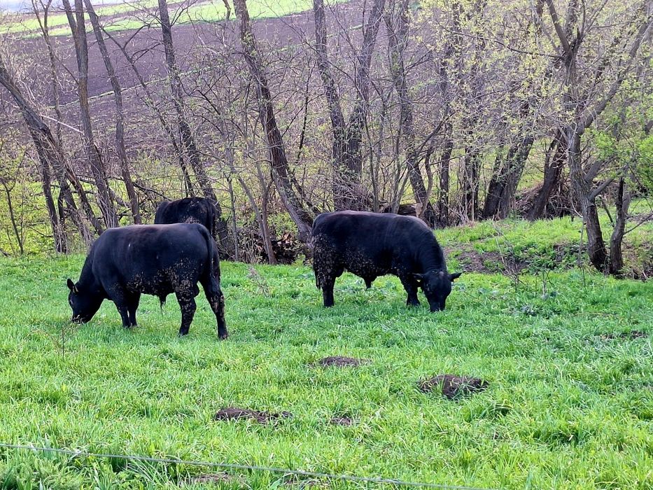 Tauri Aberdeen Angus (reproductie)