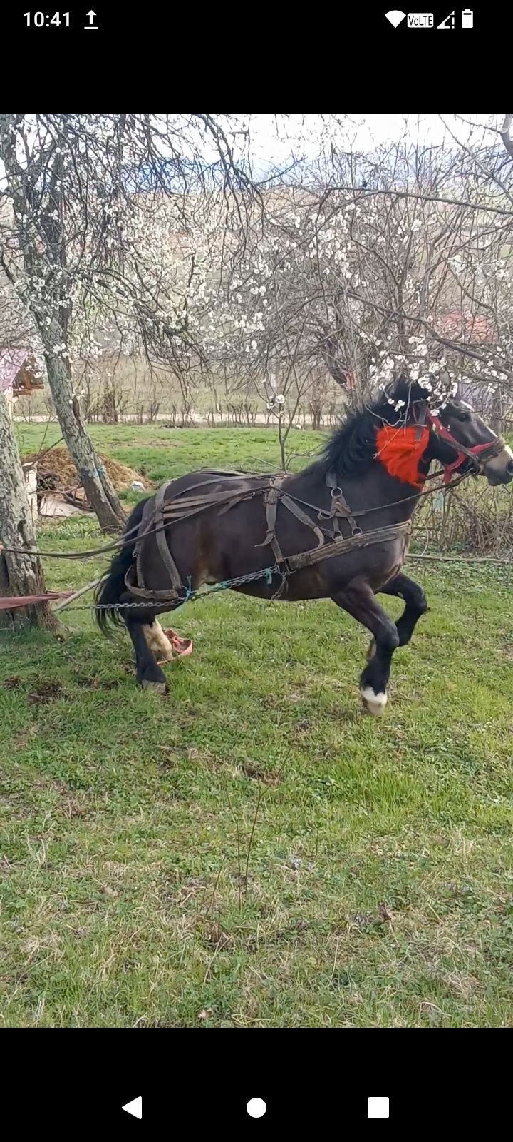 Vând cal de 5 ani