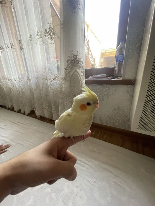 Карело сотилади!