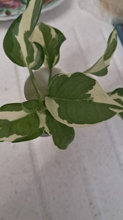 Продам , срезы эпипремнума н'джой , гастерию б