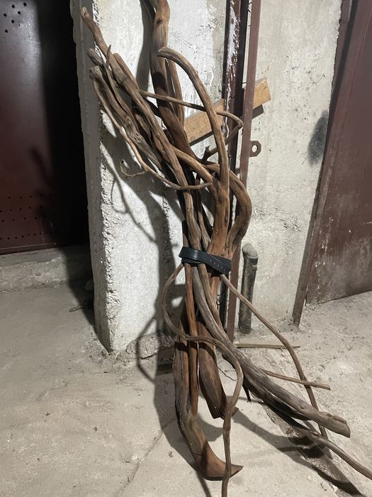 Decor acvariu lemn natural,  , clarius batrachus