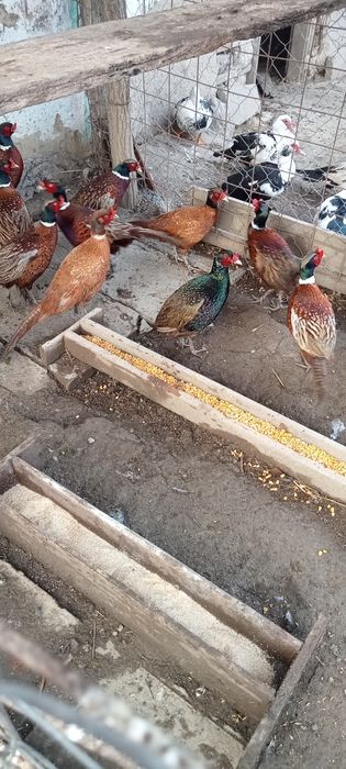 Fazani și fazanite de vânzare