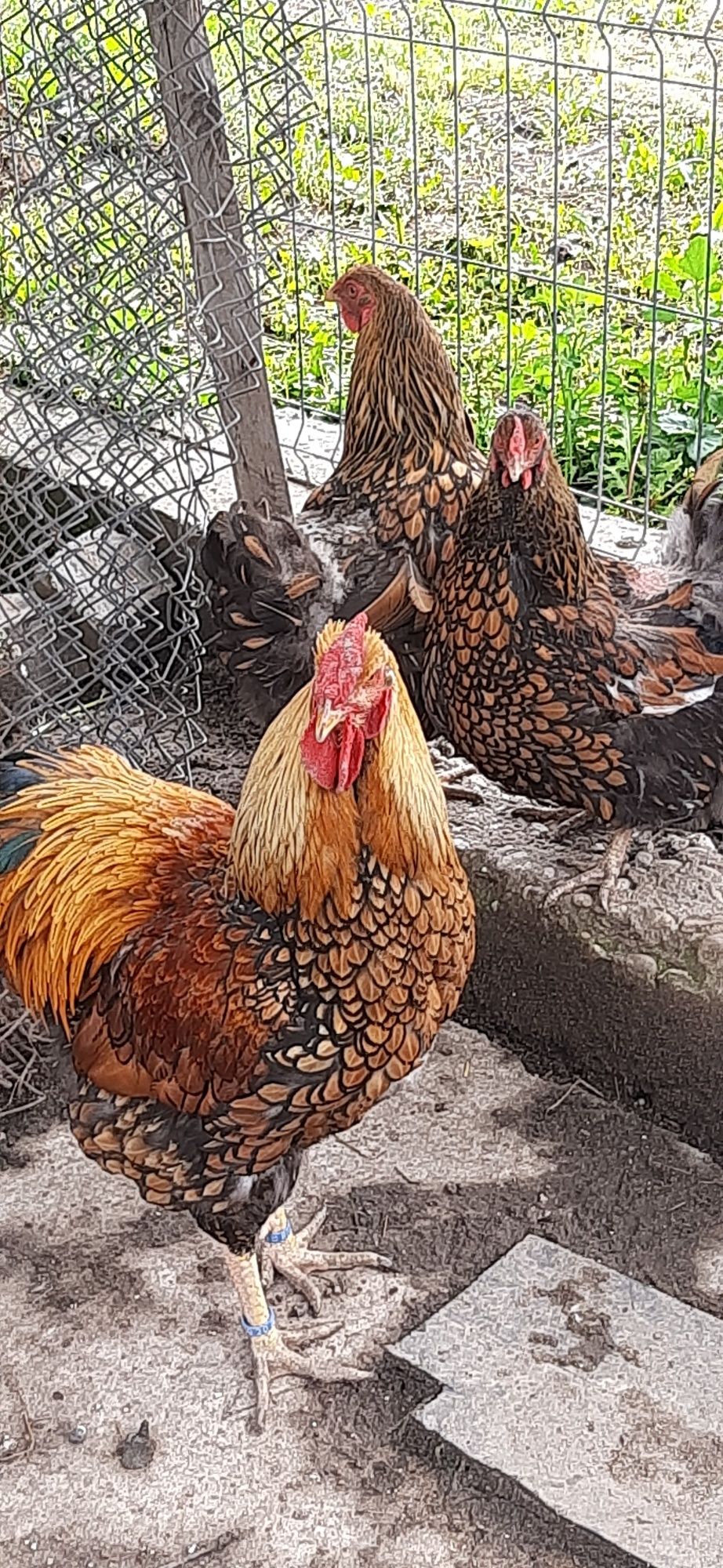 Familie găini  MARANS