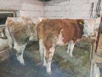 Vând vitele bălțată românească