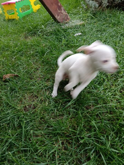 Chihuahua mini pui