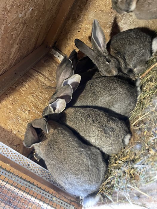 Tineret de urias german vacinati