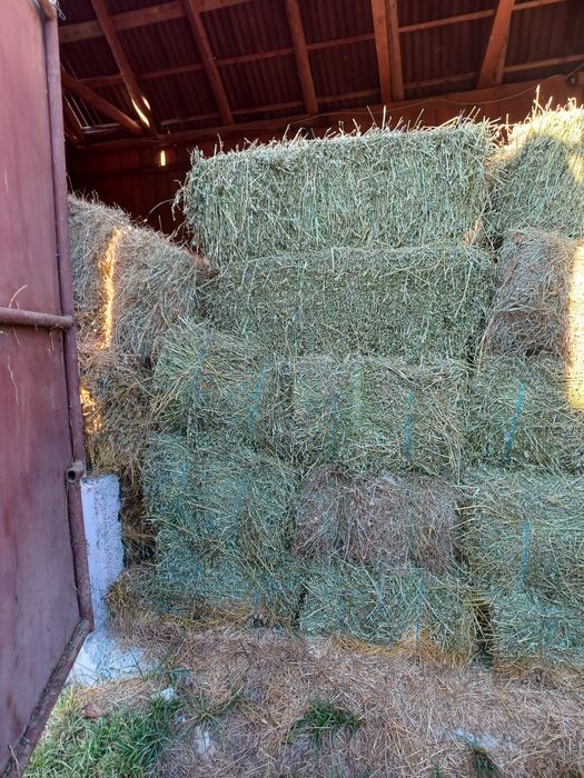 Baloți de lucernă și fân