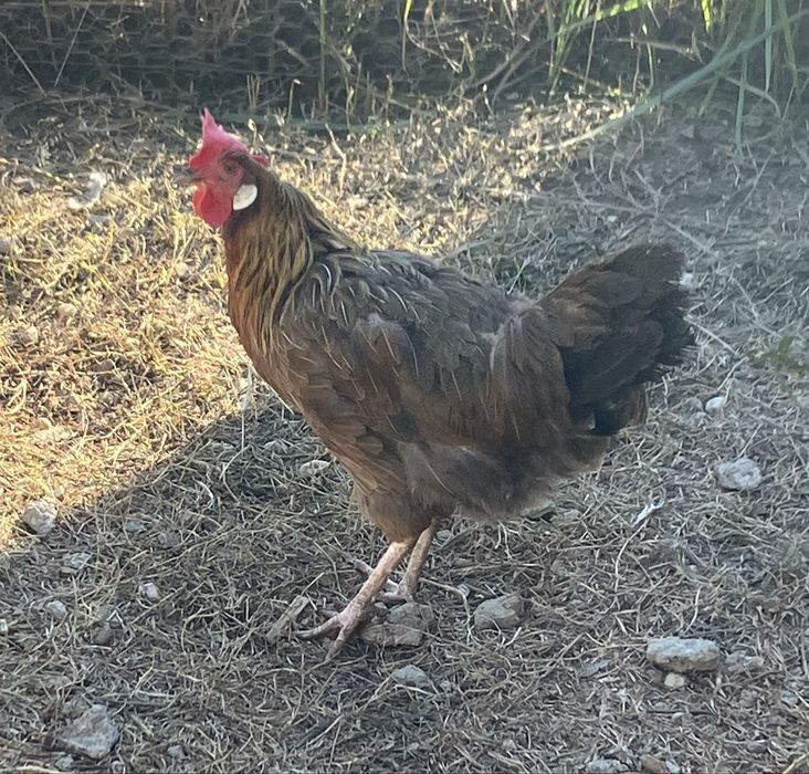 Vand puicuta gaina italiana tanara cadou cocosel