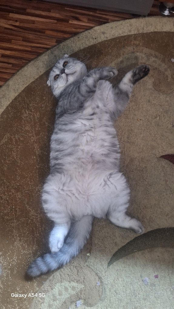 Шотландский вислоухий кот.Ларс