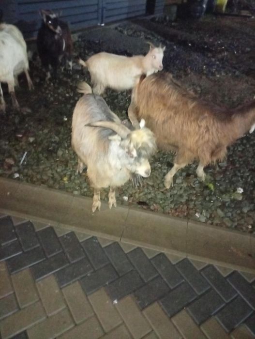 Patru capre și un țap