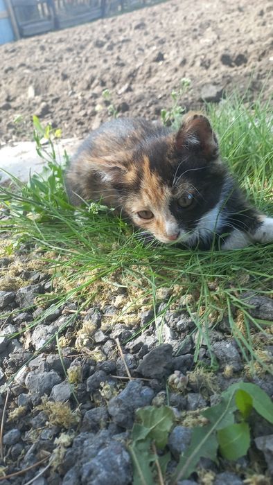 Отдадим красивую трехцветную кошечку