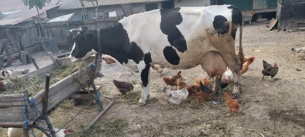 Vaca de vânzare.