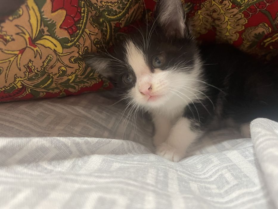 Котенок, мальчик