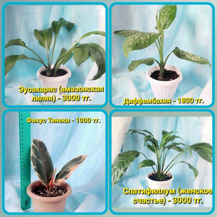 Распродажа!!! Комнатные растения разные