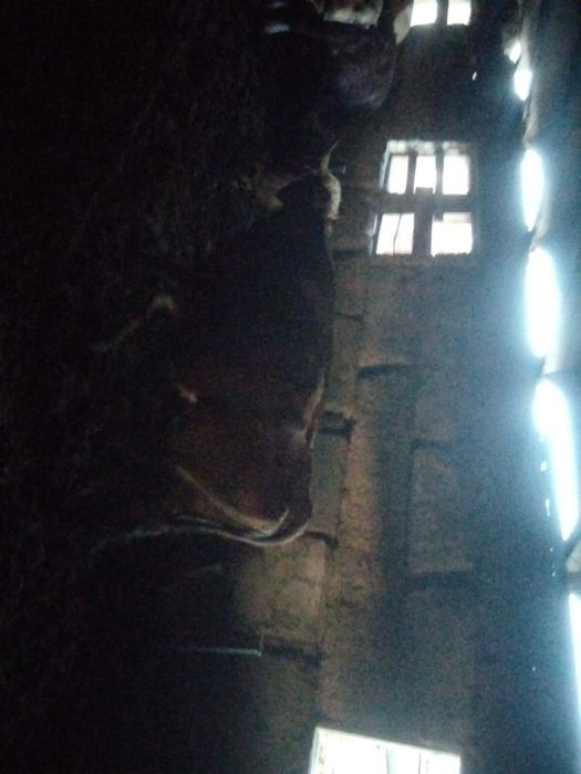 Продам стельную корову