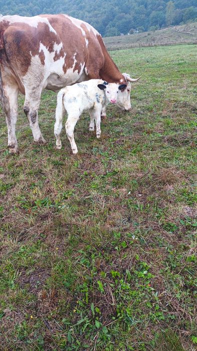Vaca talie mare cu vitel belgian.