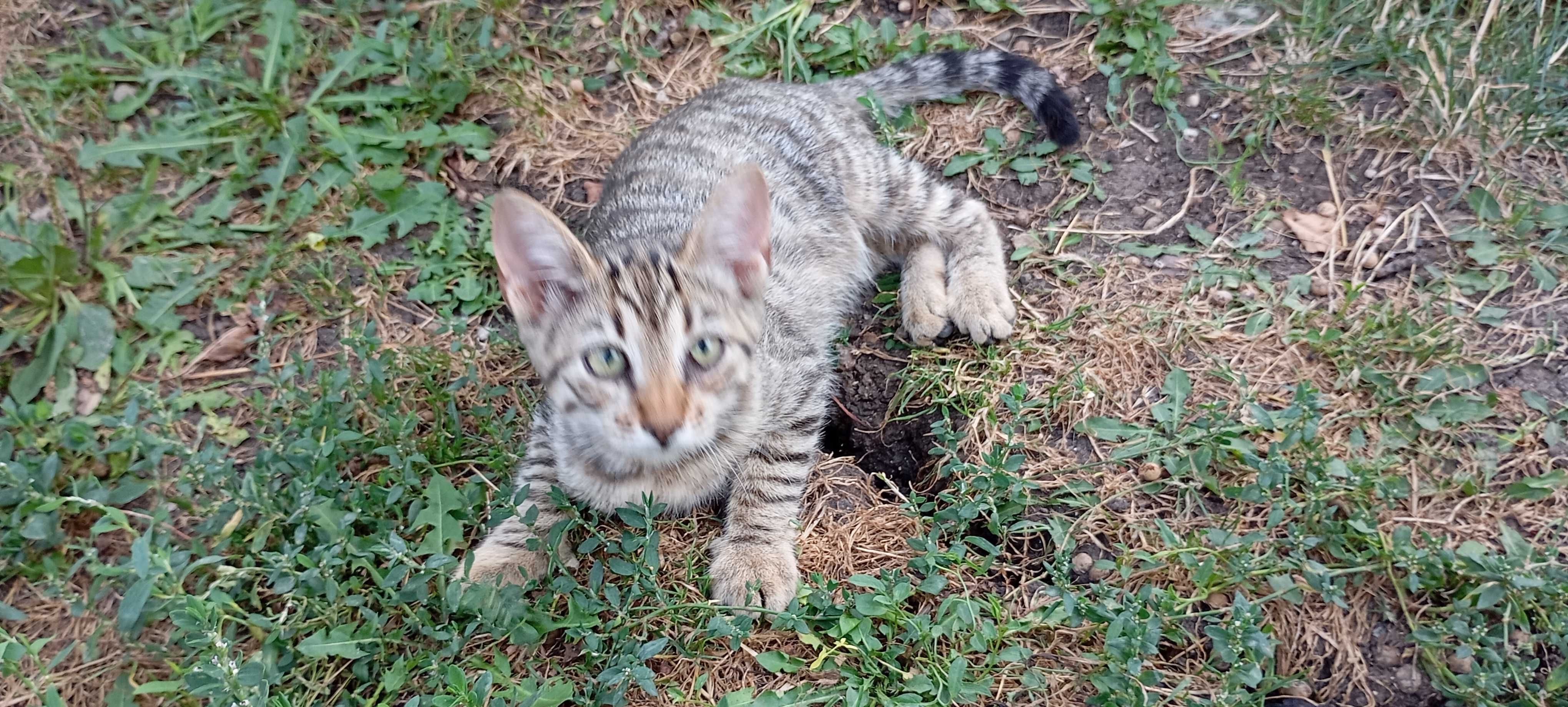 Котенца търсят дом