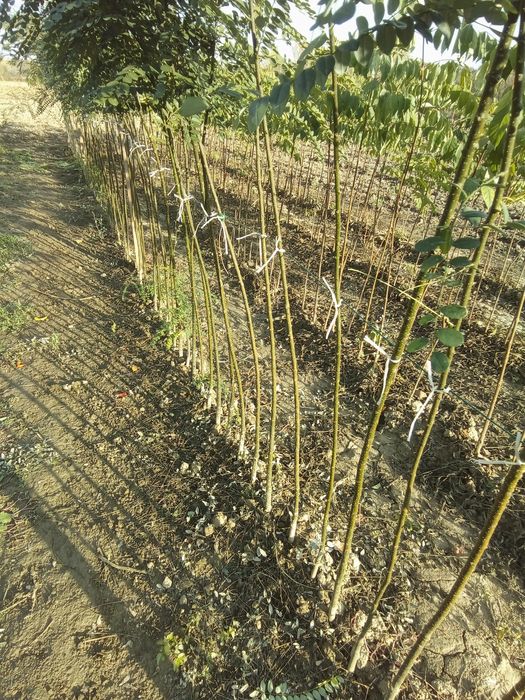 ЕВОДИЯ,СОФОРА,КАРИОПТЕРИС-медоносни дървета и храсти.