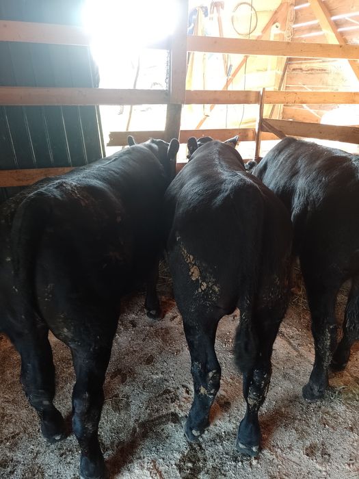 Tăurași de angus cu origine