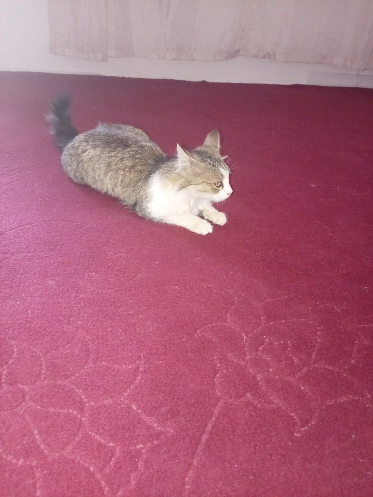 Mushuk bepul, xadya sifatida yaxshi qo'llaga beriladi.