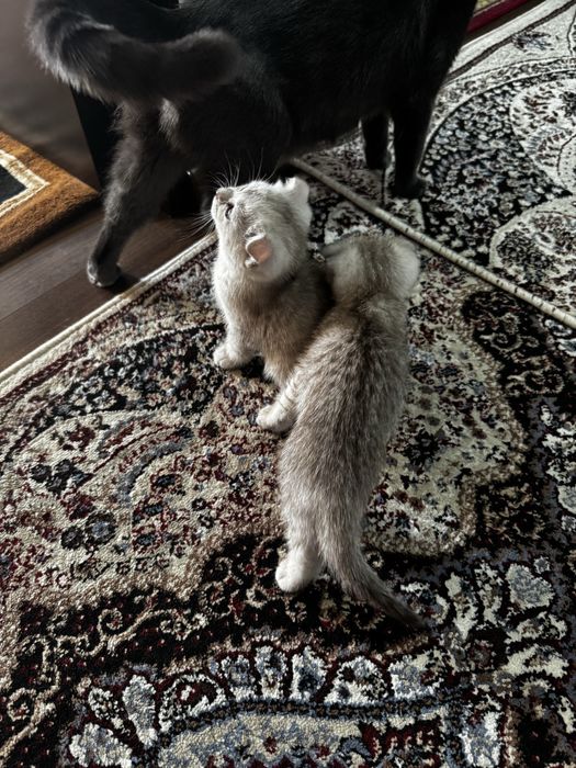 Котята породистые, мама скотиш страйт, папа серебристая шиншила.