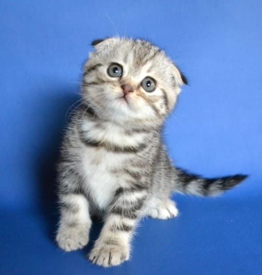 Шотландские котята Скоттиш-фолд и Скоттиш-страйт